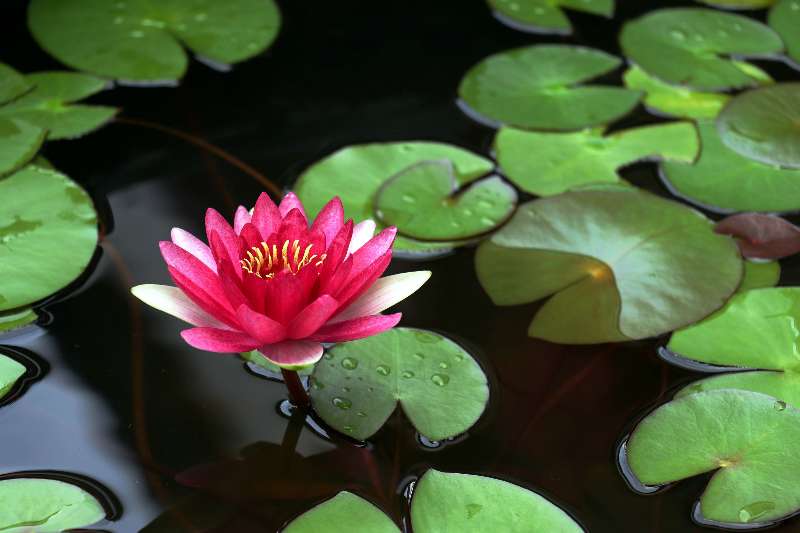 Gestion du stress par le Qi Gong thérapeutique