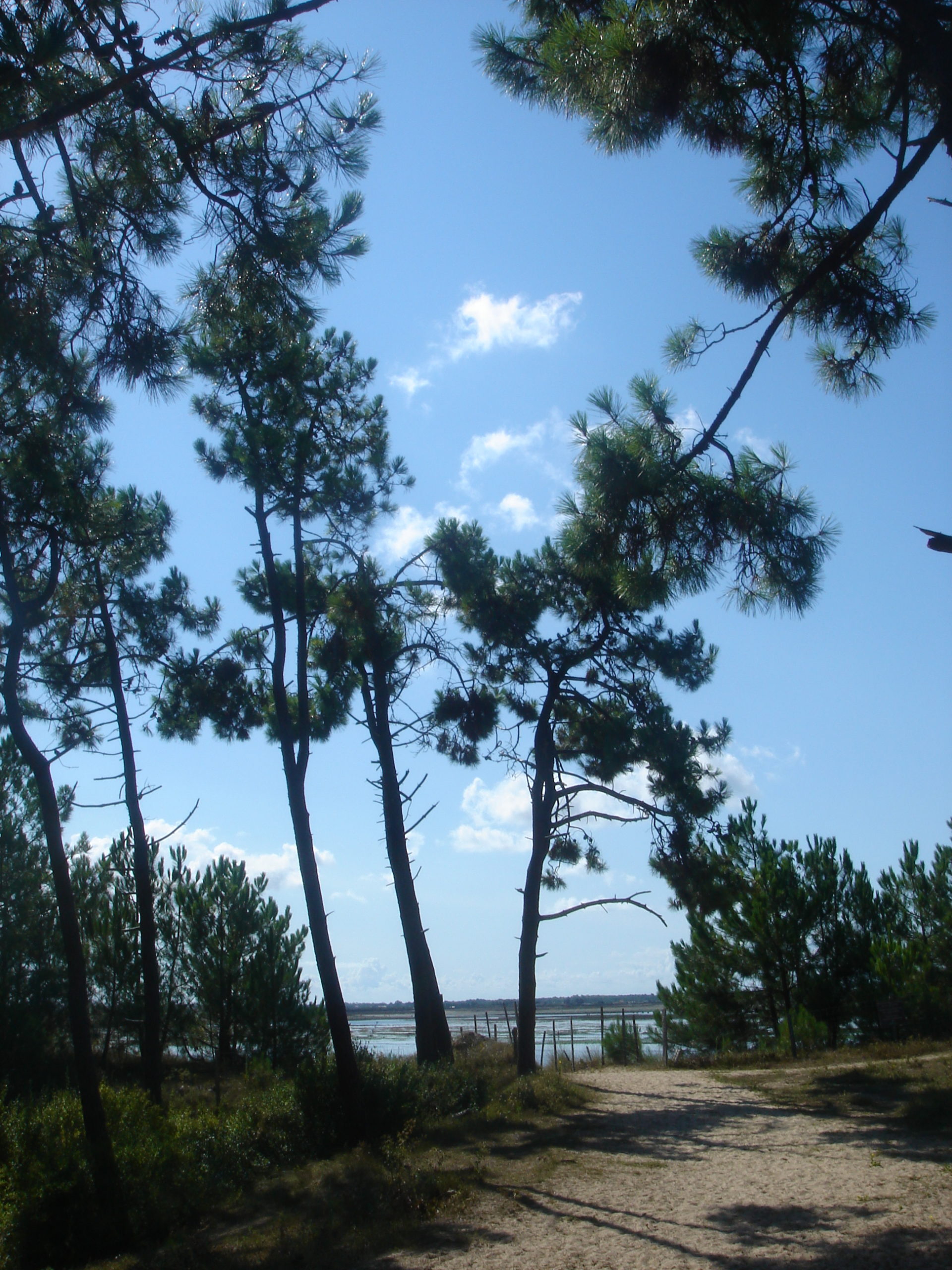 Stage Qi Gong Yi Jin Jing à l’ile de Ré